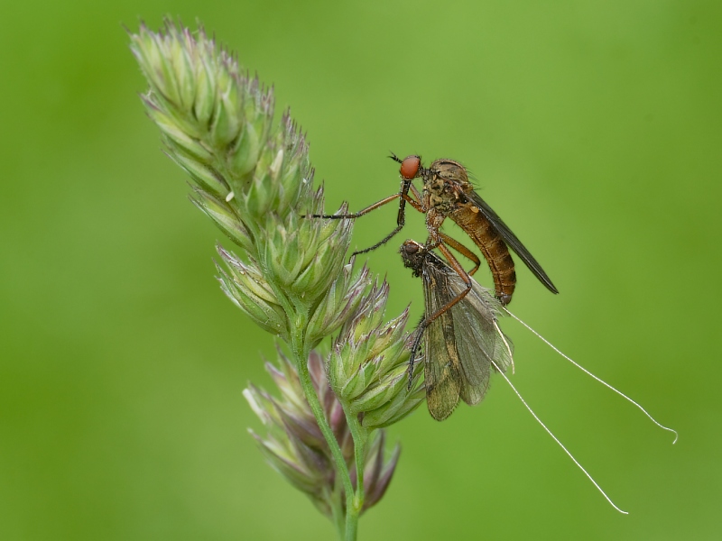 Raubfliege mit Beute