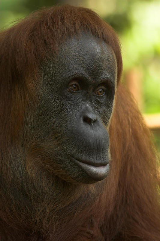 Orang Utan