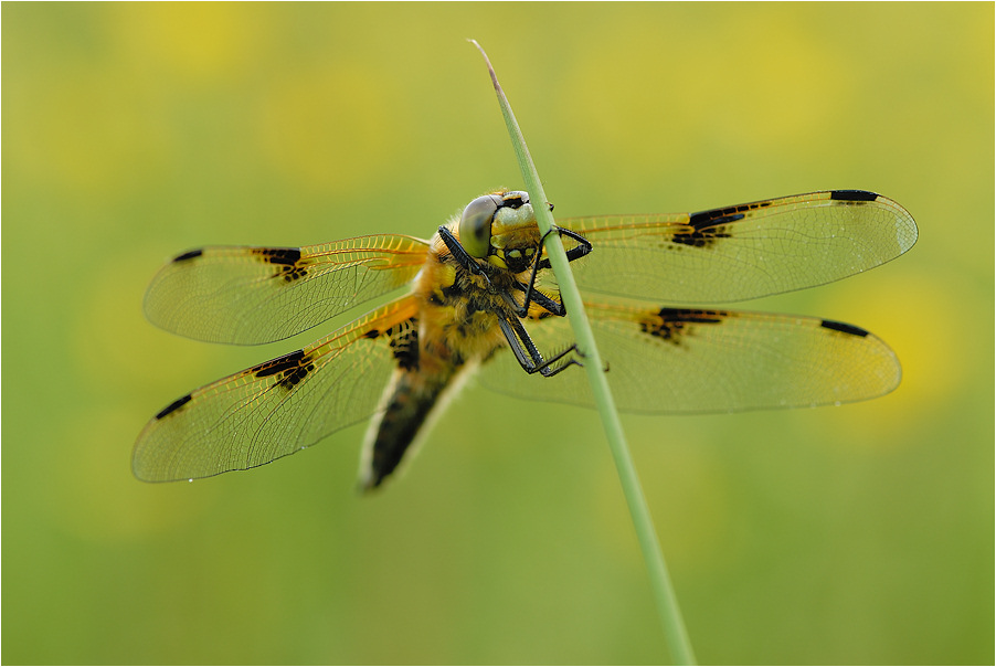 ~ Libellula quadrimaculata (1) ~