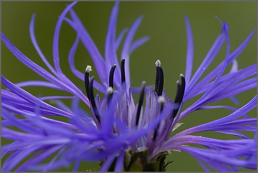 Kornblume ND