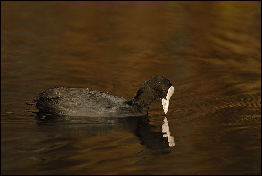 Blässralle (Fulica atra)