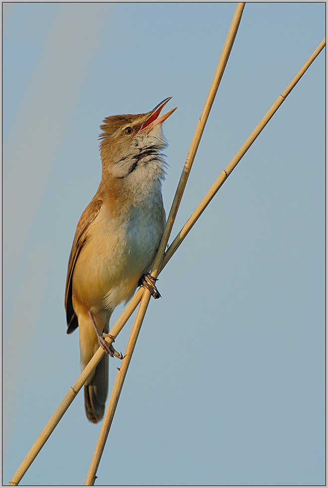 Drosselrohrsänger  *Acrocephalus arundinaceus* [ND]