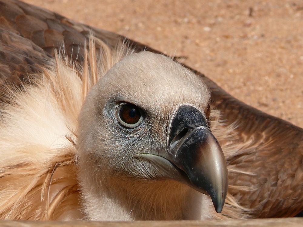 faszinierende Augen