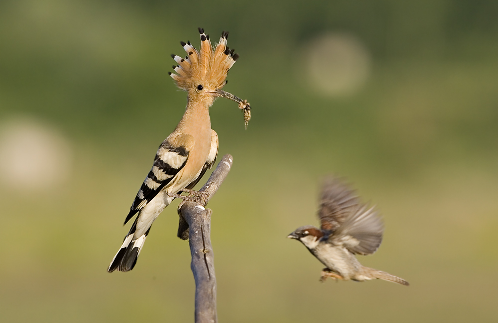 Landeanflug 2