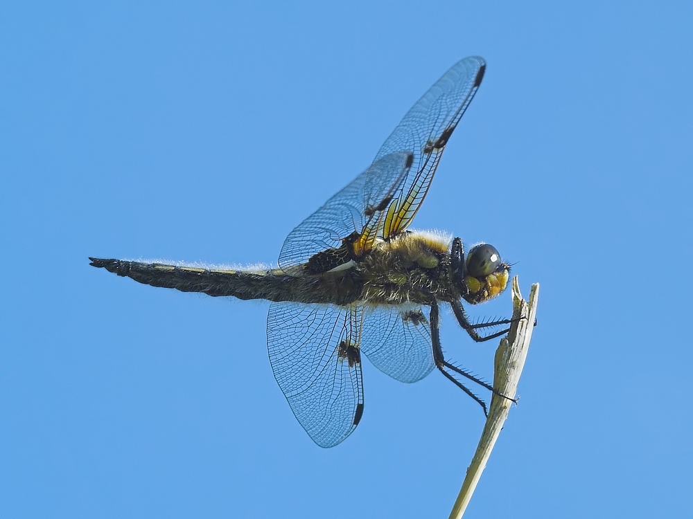 Vierfleck-Libelle