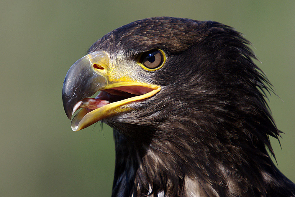 Weißkopfseeadler