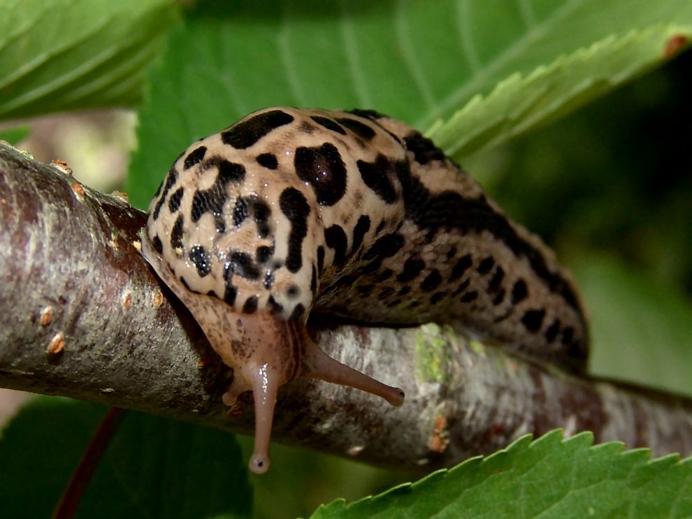 Tigerschnecke