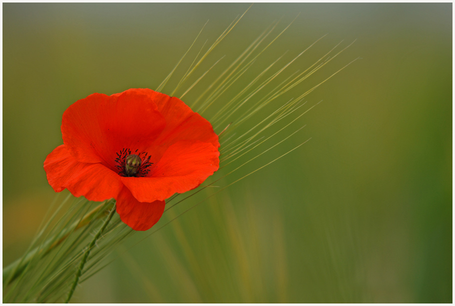 Mohn auf Gerste