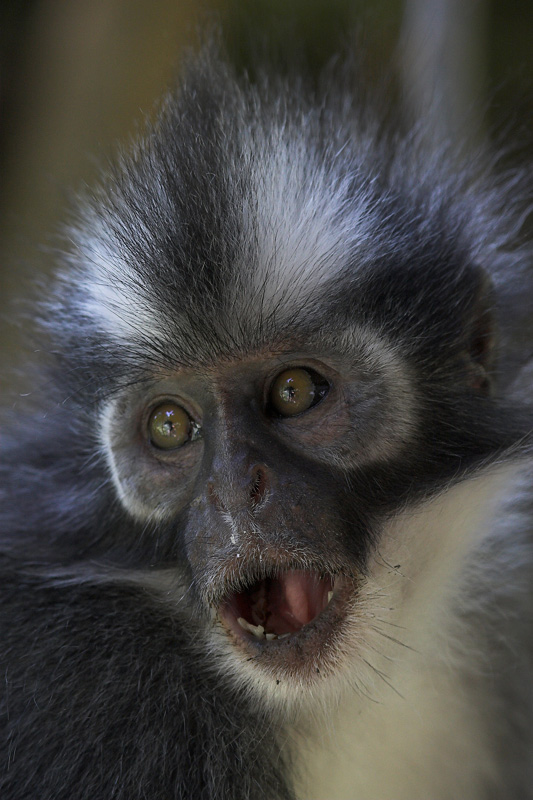 Thomaslangur, ND