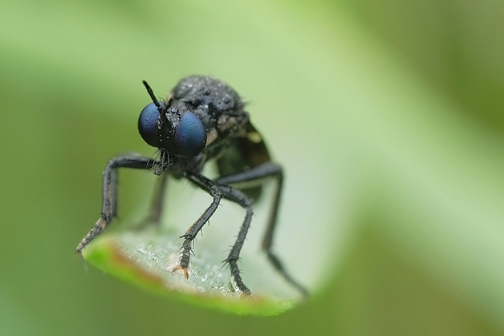 Schwarze Habichtsfliege