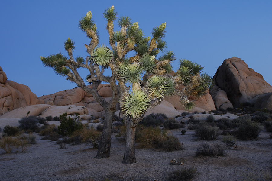 Joshua Tree am Abend
