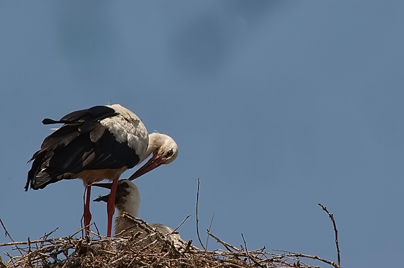 Weißstorch mit Jungtier