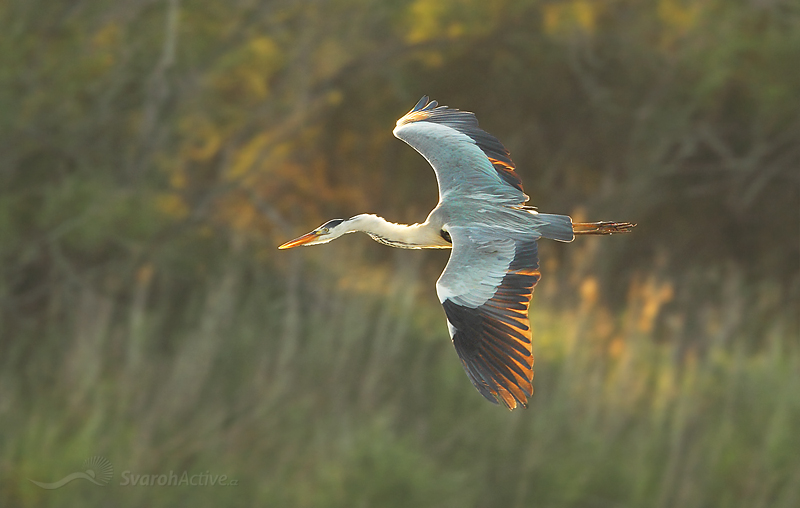 Graureiher (Ardea cinerea)