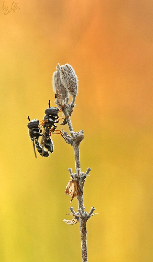 Winzige Schwebfliegen sorgen für Nachwuchs