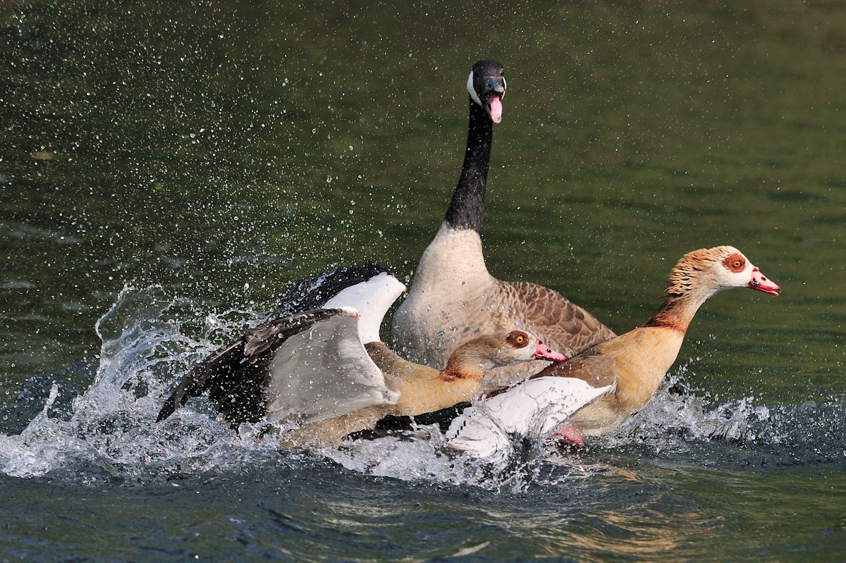 Wilde Jagd der Gänse