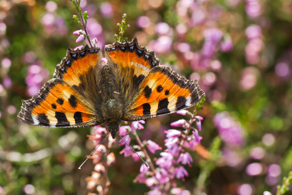 Kleiner Fuchs (Aglais urticae) auf Besenheide