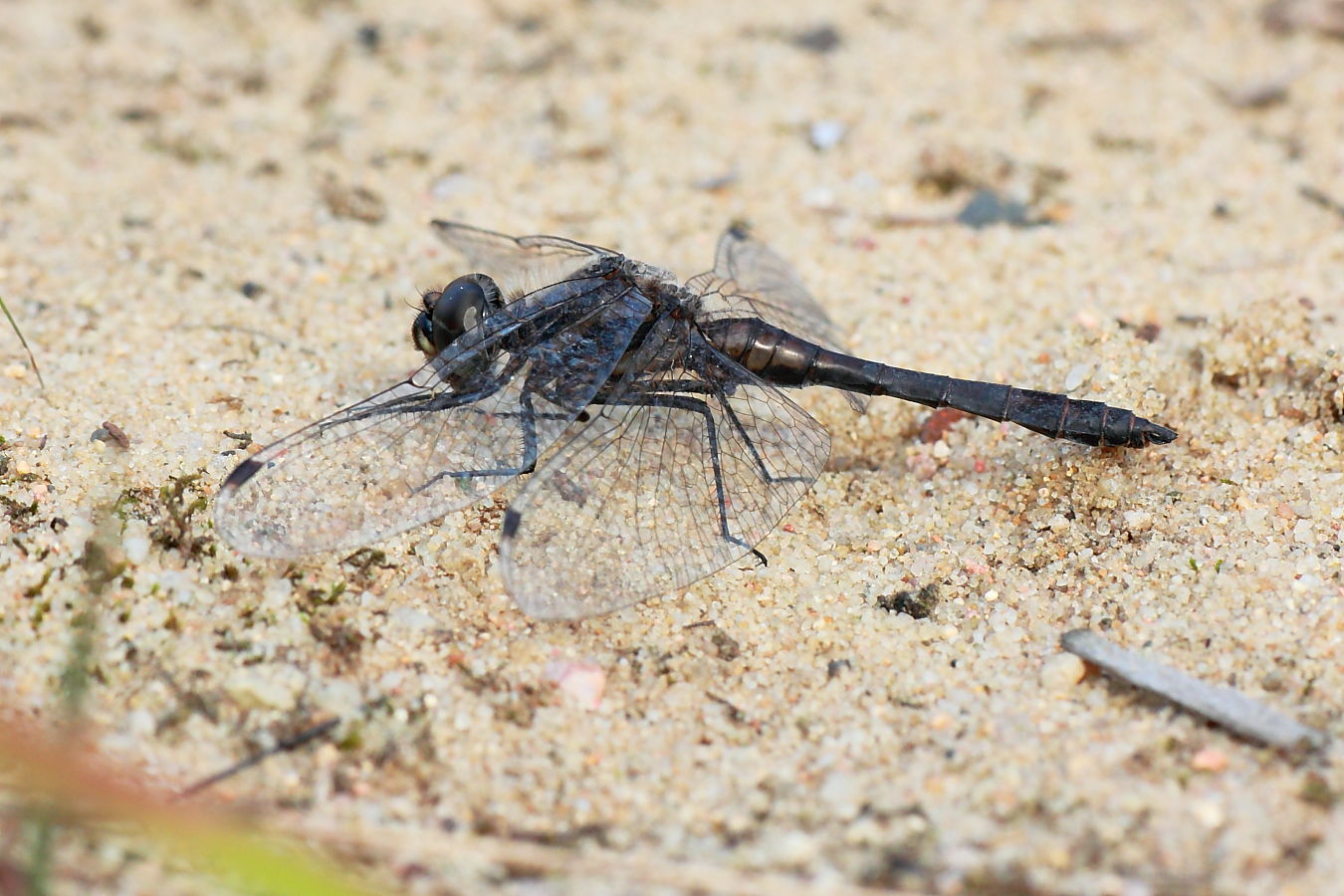 Männchen der schwarzen Heidelibelle