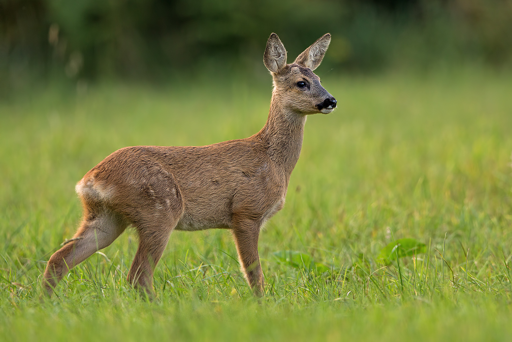 Rehkitz.... (Forum für Naturfotografen)