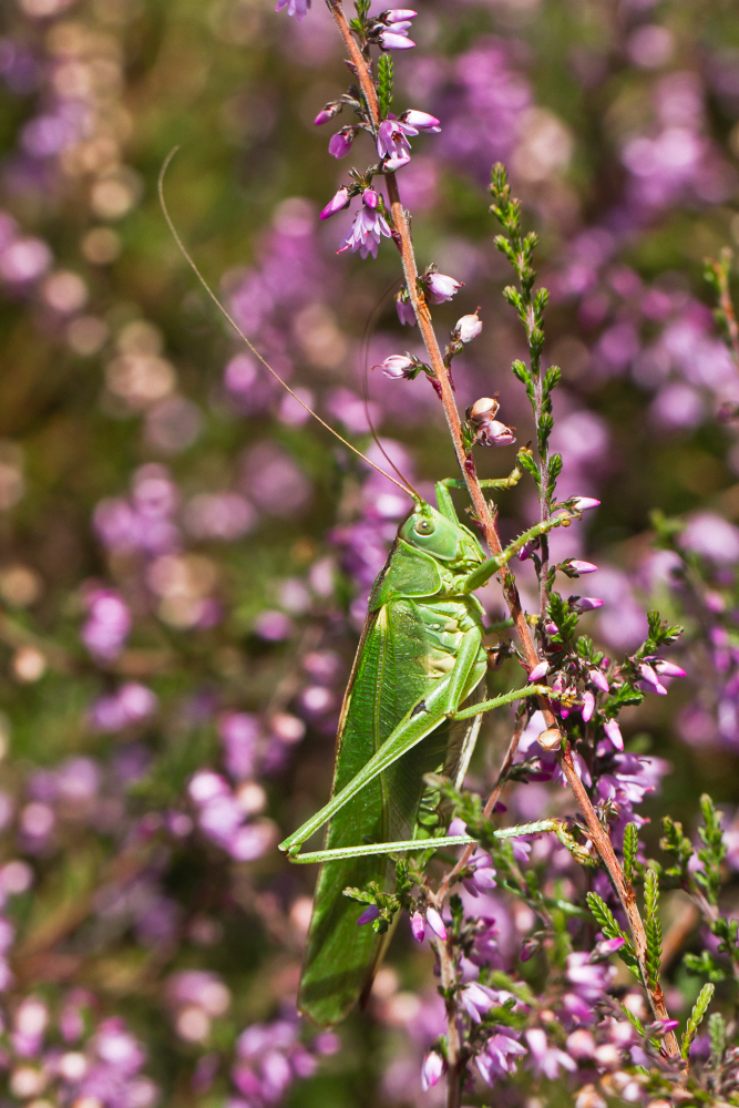 Großes Grünes Heupferd (Tettigonia viridissima) in der Heide