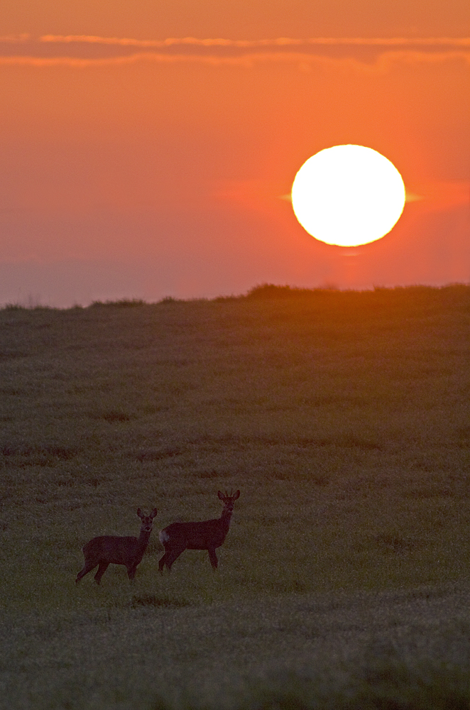 Rehwild bei Sonnenaufgang