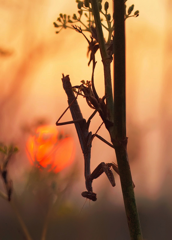 Die Silhouette...