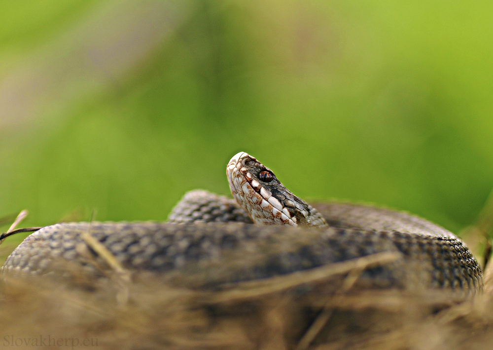 Vipera berus