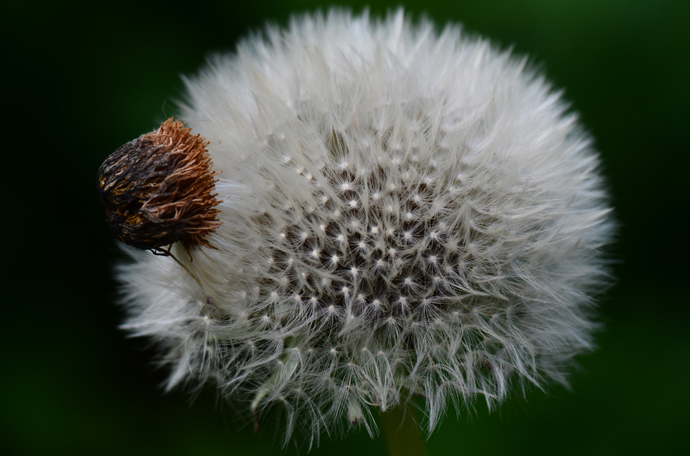 Pusteblume mit Schopf