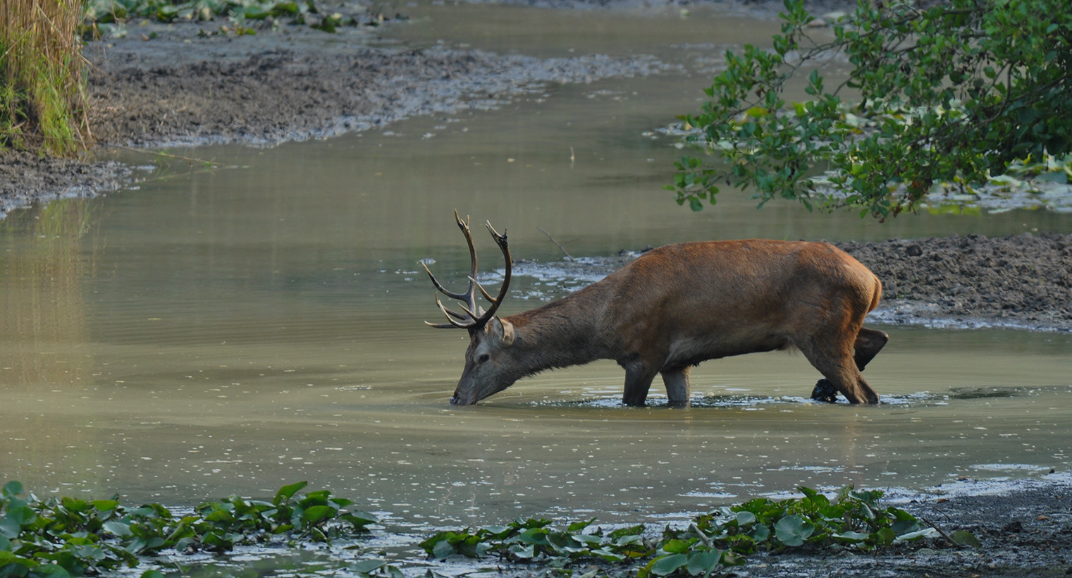 Rothirsch im Teich