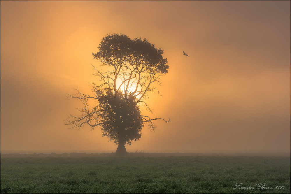 Baum im Gegenlicht