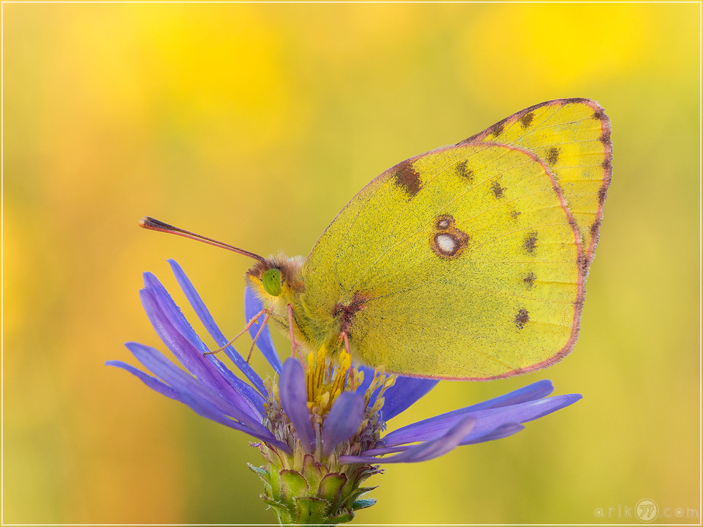 Gelbling - Colias hyale alfacariensis