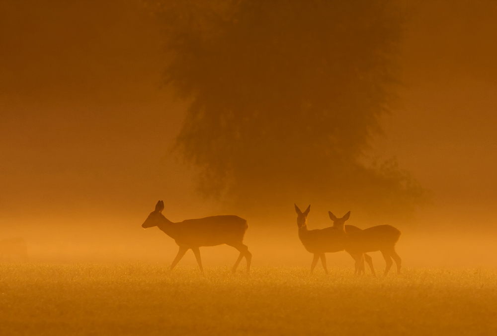 Rehe im morgentlichen Nebel