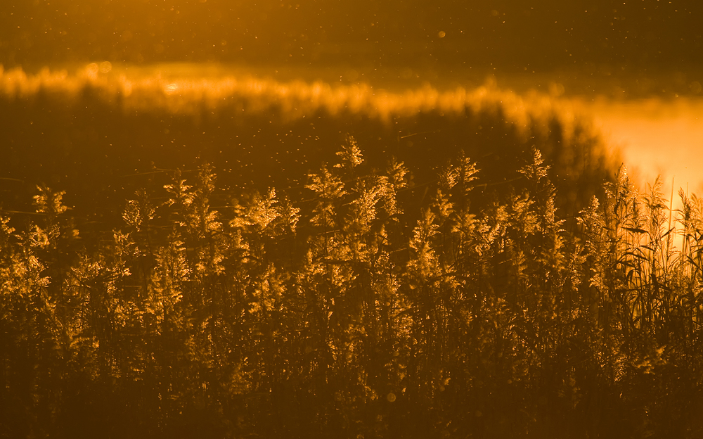 Abendstimmung am Bodden - Vorfreude II