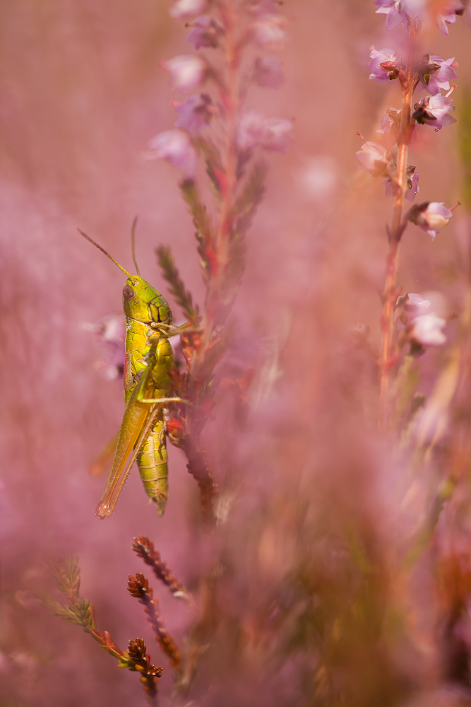 Goldprinzessin in der Heide