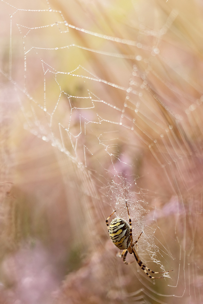 Spinne am Morgen bringt.....