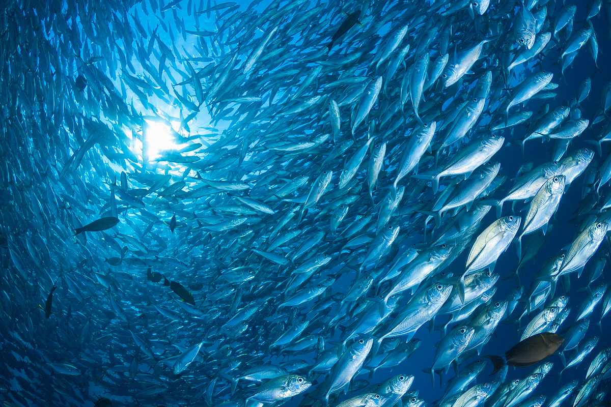 Wall Of Fish