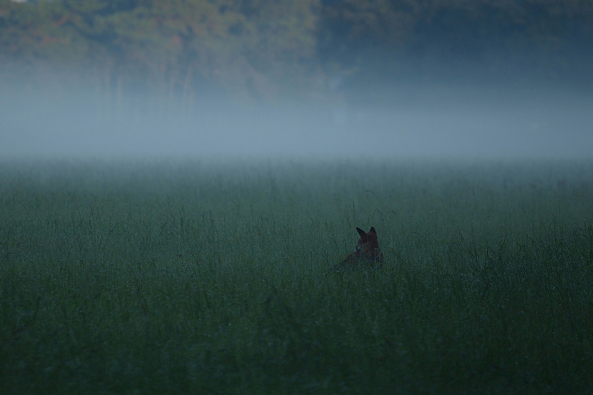 Nebelfuchs
