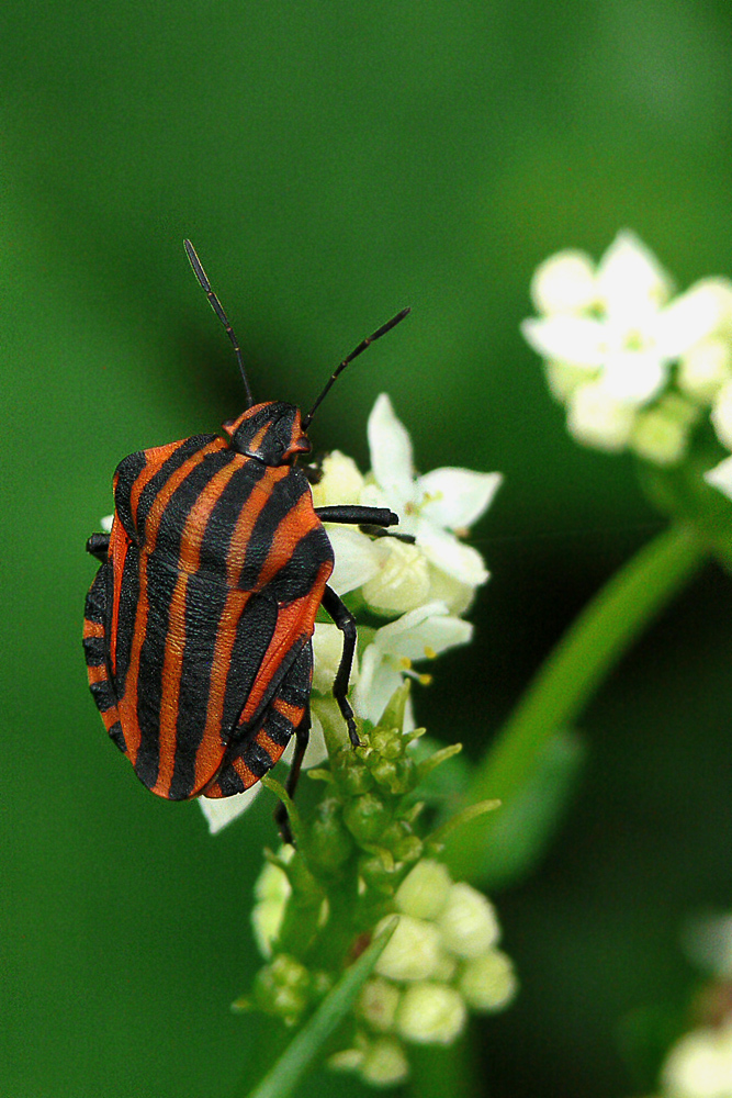 Streifenwanze (Graphosoma lineatum )