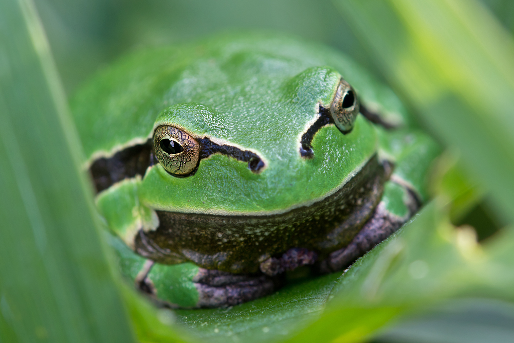 Grüner Wonneproppen