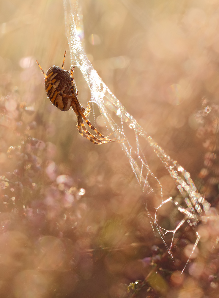 Herbstspinne