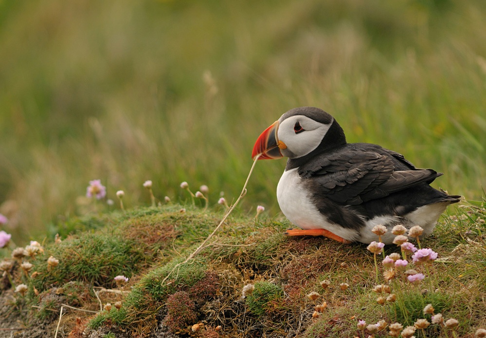 Philosophen Puffin ?