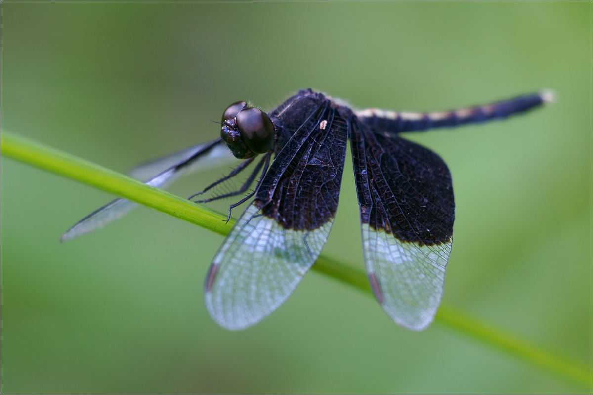 * Tullia-♂ in Ruhestellung *