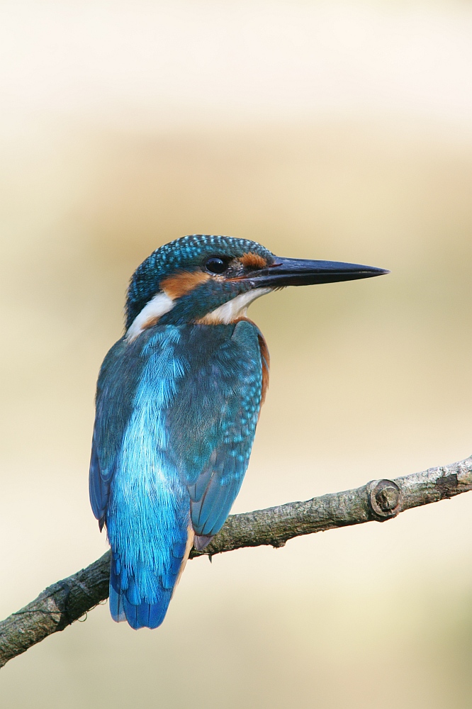 Eisvogel im Licht