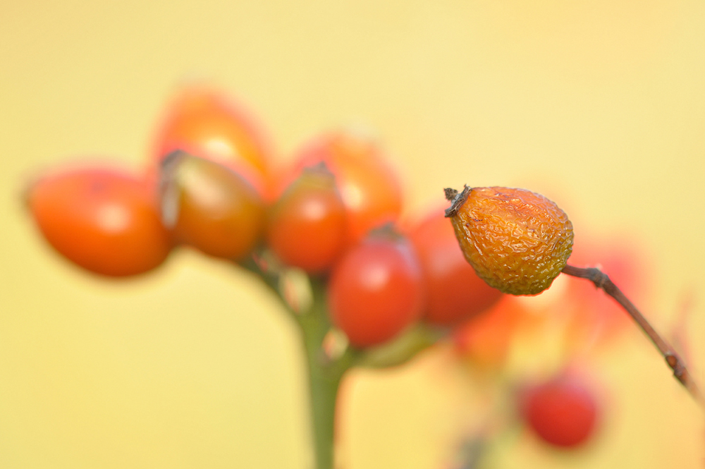 Ein herbstlicher Gruß an euch !