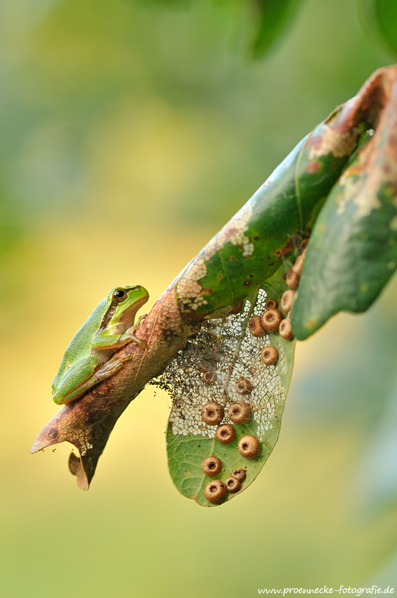 Junger Laubfrosch