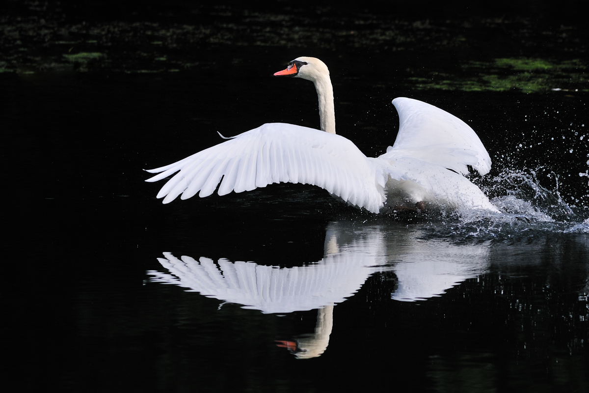 Höckerschwan