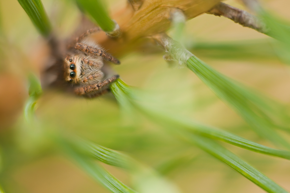 Goldaugenspringsspinne