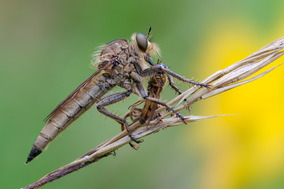 Raubfliege mit Beute