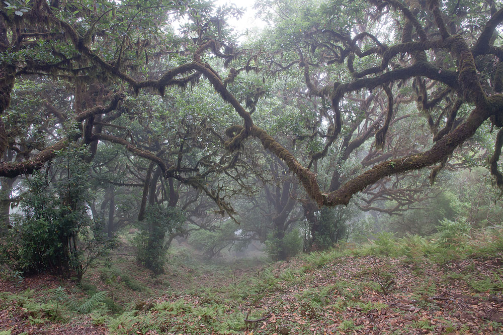 Lorbeerwald auf Madeira