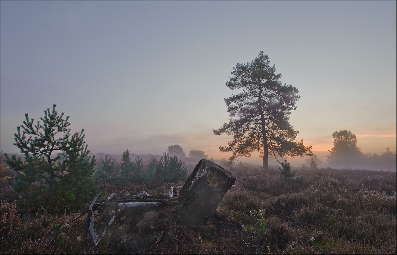 " Heidemorgen"