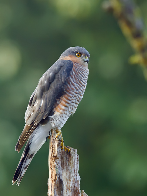 Sperber im Garten (Forum für Naturfotografen)